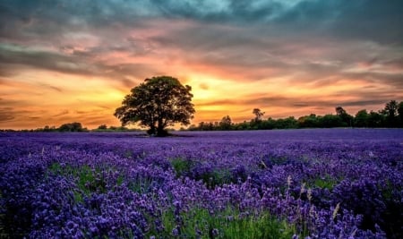 â™¥ - field, purple, tree, nature