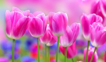 ♥ - flowers, tulips, pink, soft