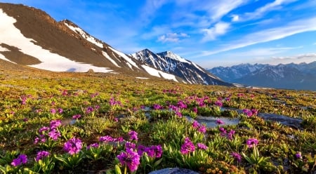 Spring in mountains - sky, mountain, meadow, lovely, spring, pretty, beautiful, snowy, wildflowers