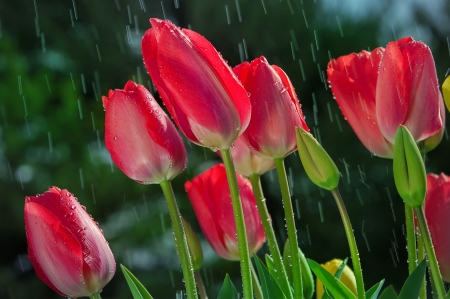 Rainy tulips - pretty, beautiful, spring, lovely, flowers, tulips, red, garden, rain