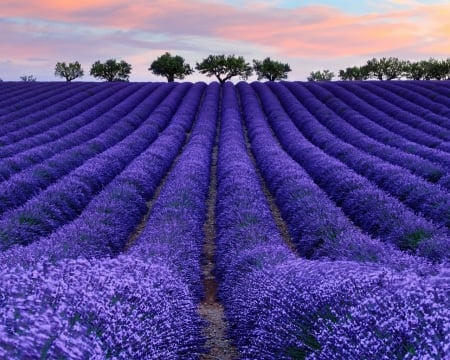 Purple Lavender Field - purple, field, lavender, trees, nature