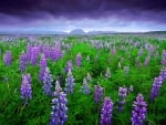 Lupine Flowers in Netherlands