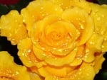 Drops on Yellow Beauties