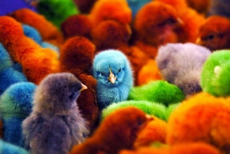 Colorful chicks - purple, cute, blue, easter, card, chicks, orange, texture, colorful, green