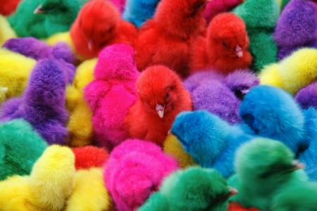 Colorful chicks - red, funny, pink, cute, yellow, blue, easter, card, chicks, rainbow, colorful, green