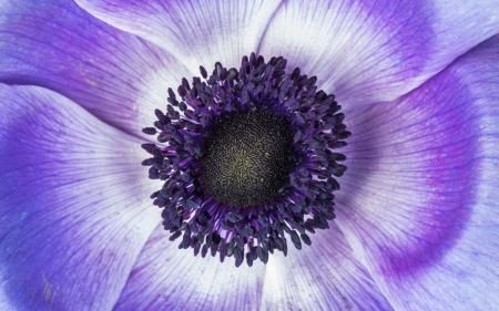 Macro - white, flower, purple, pink, black, close-up, macro, skin