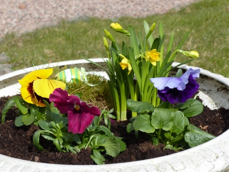 Spring Flowers - pot, flowers, pansy, grass, daffodils, egg