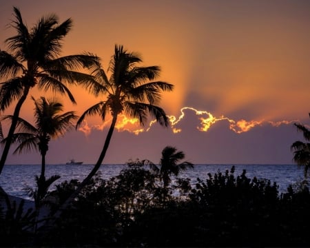 Tropical Sunset - nature, clouds, sunset, palm, sea