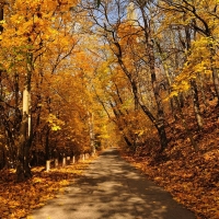 fall forest