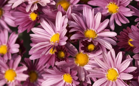 purple flowers - purple, cool, flowers, fun, nature