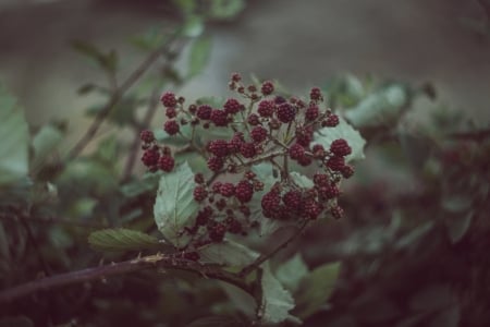 blackberry bush - leaf, bush, blackberry, fruit