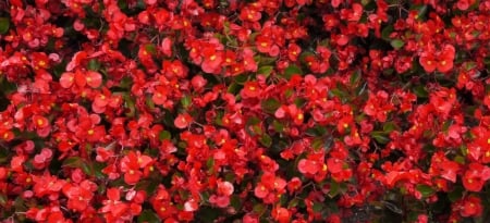 Beautiful Begonias - nature, begonias, red, bush, flowers, plants, garden