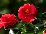 Lovely camellias