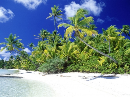 Palm Beach on Solomon Island - clouds, solomon, nature, beach, island, palm