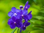 Bright Purple Flowers