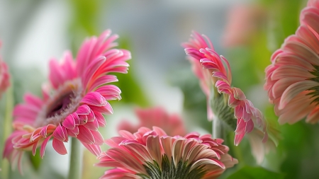 Pretty Flowers - pretty, Flower, pink, Nature