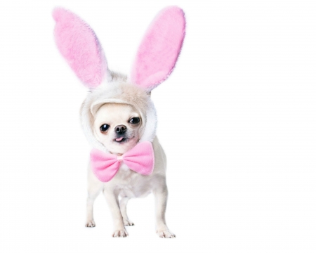 Easter bunny - funny, animal, caine, puppy, easter, card, ears, bunny, dog