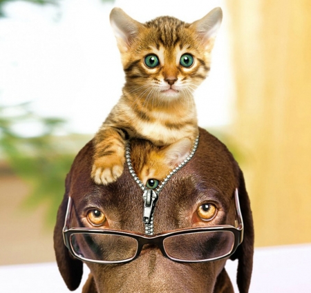 Kittens zipped in dog's head - funny, animal, glasses, sitation, caine, cat, pisica, creative, fantasy, kitten, zipper, dog