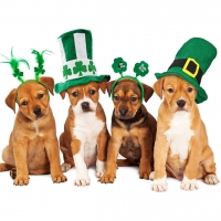 Happy St. Patrick's Day!