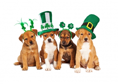 Happy St. Patrick's Day! - caien, animal, hat, patrick, puppy, day, dog, green