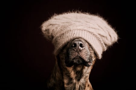 I can't see you! Where are you? - white, caine, hat, dog, animal, funny, black, elke vogelsang