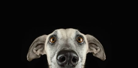 I'm here! - ears, caine, face, dog, eyes, animal, funny, elke vogelsang