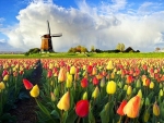 A Beautiful Dutch Windmill  