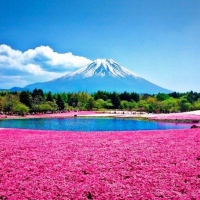 Hitachi Seaside Park, Japan