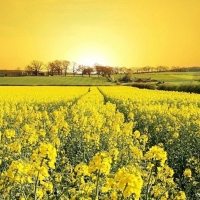 Yellow Canola Fields in Germany