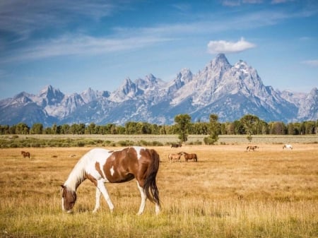 Lovely Wild Horses - horses, mountains, wild, grass