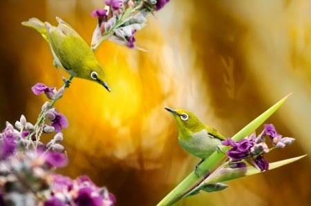 Birds - fuyi chen, bird, bokeh, flower, pink, orange, green, pasare, couple