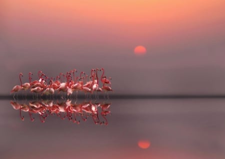 Sunrise - water, sunrise, amit rane, morning, reflection, pink, flamingo