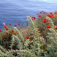 Seaside Hydra Poppies