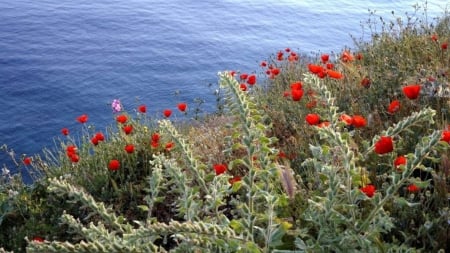 Seaside Hydra Poppies - seaside, nature, red, flowers, sea, poppies