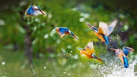 Kingfisher - kingfisher, water, pasare, fuyi chen, bird, flying, blue, orange, green