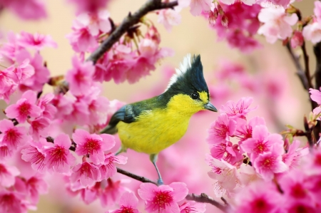 Bird - fuyi chen, bird, yellow, blossom, pasare, spring, flower, pink