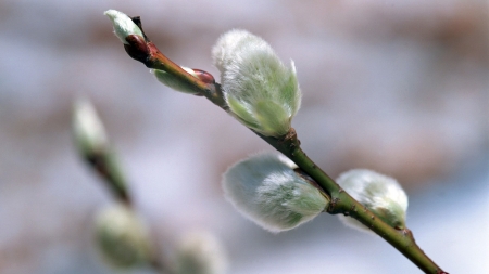 Spring Pussy Willows - twig, forest, pussy willows, soft, spring, woods, firefox persona theme, fluffy