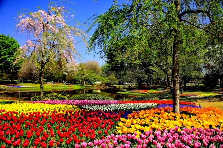 Keukenhof Park, Netherlands - blossoms, tulips, spring, trees, colors