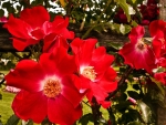 red flowers