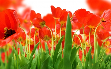 tulips - flowers, fun, tulips, nature, cool