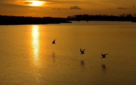 Golden Sunset - nature, reflection, sunset, golden, birds