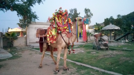 Camel at Kalar Kahar,Pakistan - Kalar Kahar, Camel, Photography, Amusement Park