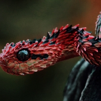 red snake