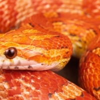 corn snake