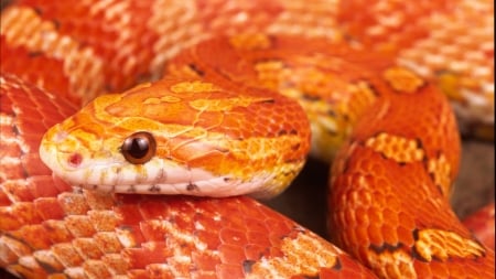 corn snake - animal, reptile, corn, snake