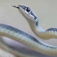 Dahl's Whip Snake