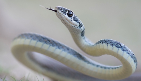 Dahl's Whip Snake - fauna, animal, reptile, Whip Snake, snake, Dahl