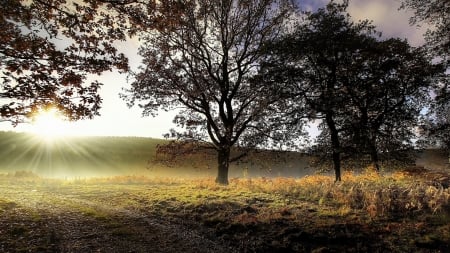 sunrise on the field - Fields & Nature Background Wallpapers on Desktop ...