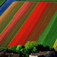 Colorful Tulips Field