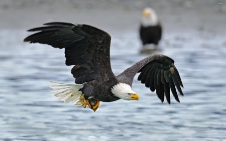 Bald Eagle - eagle, birds, animal, flight, wings